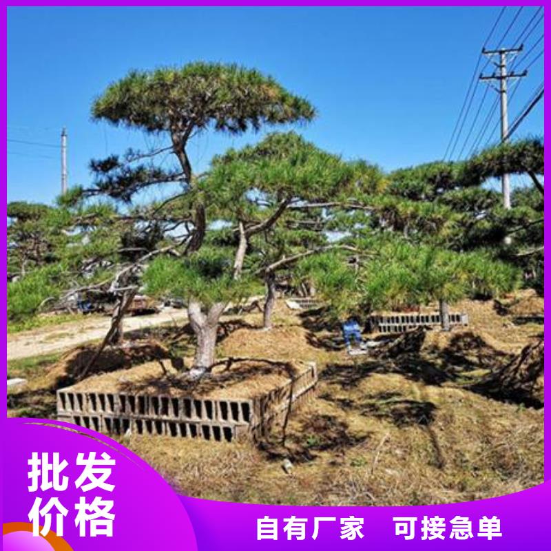 【 造型松_造型松价格质量不佳尽管来找我】-服务范围包括果洛|西宁|黄南|玉树等