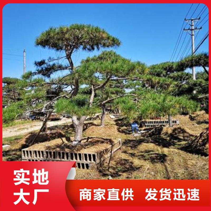 造型松奇石一站式供应厂家