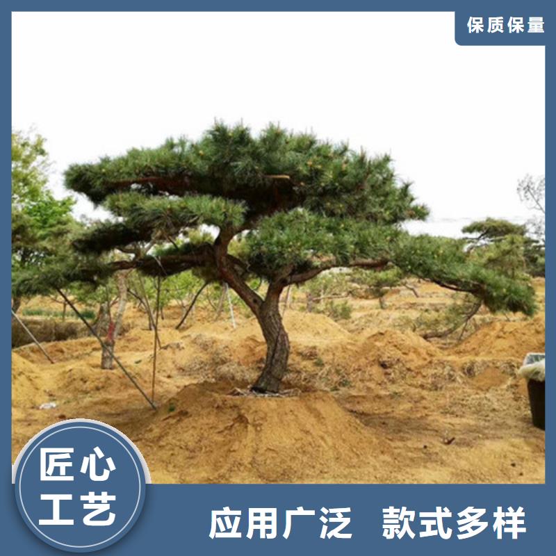 造型松古桩出厂严格质检