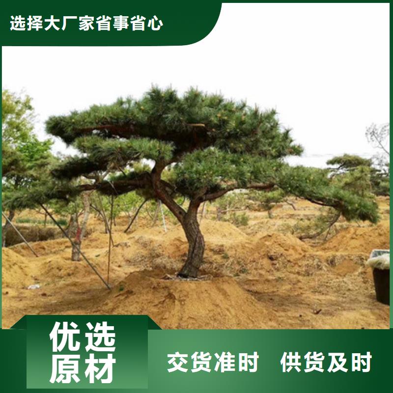 造型松,造型松价格设计制造销售服务一体