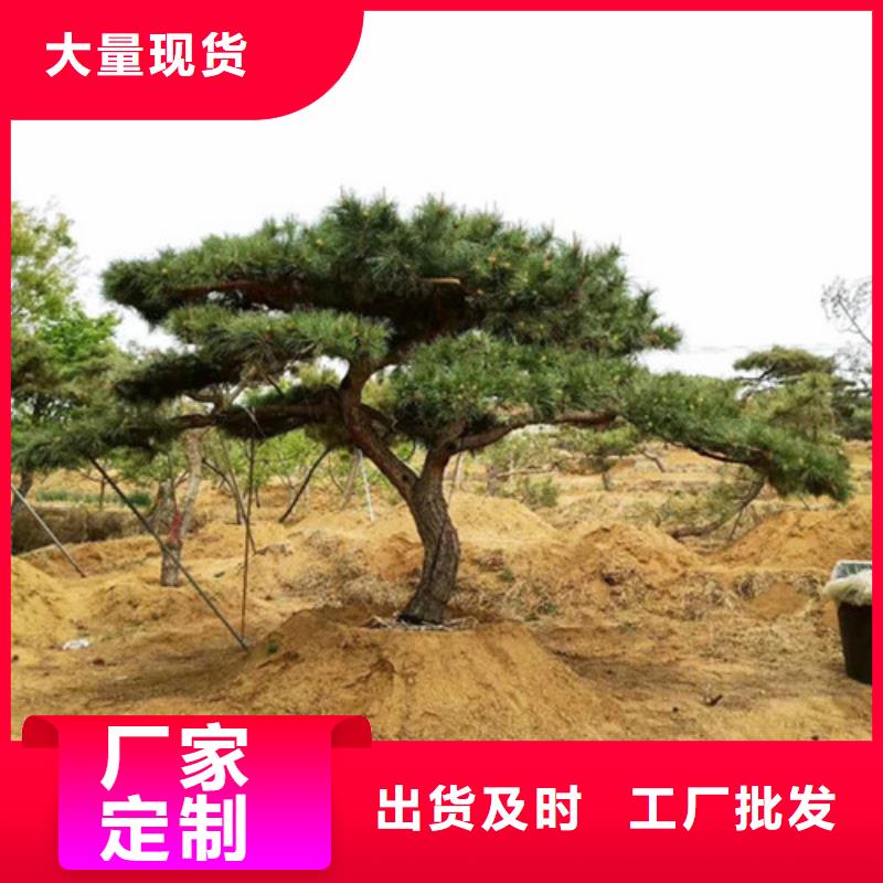 造型松造型松基地工厂价格