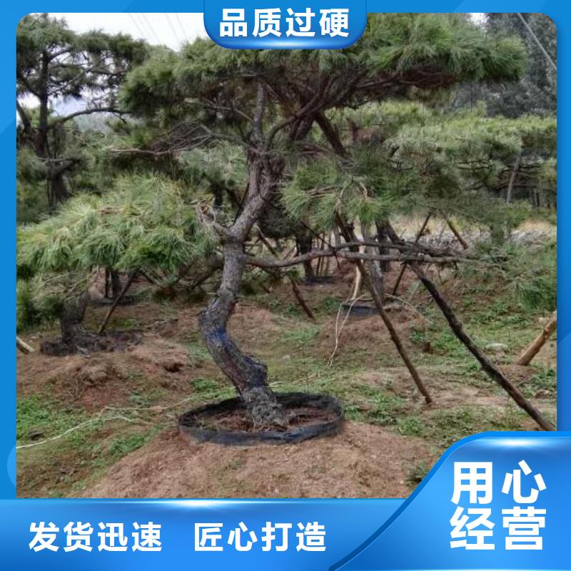 造型松,造型松价格设计制造销售服务一体