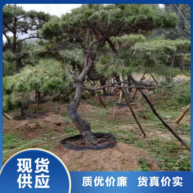 造型松造型池松优质工艺