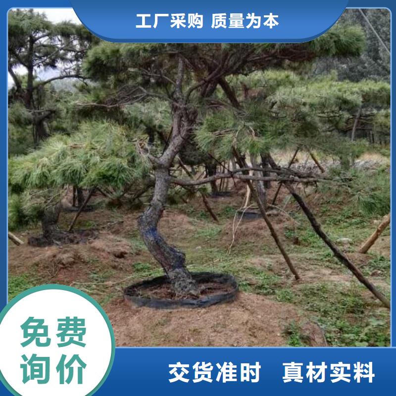造型松N年大品牌