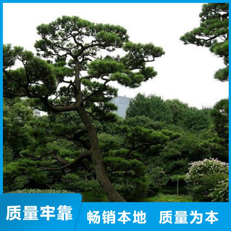 造型松-盆景多种场景适用