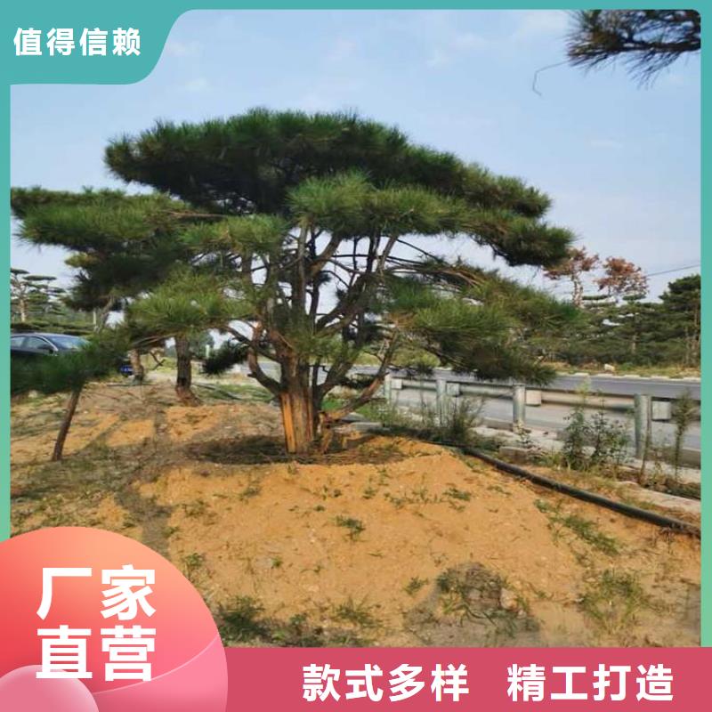 造型松-盆景款式多样