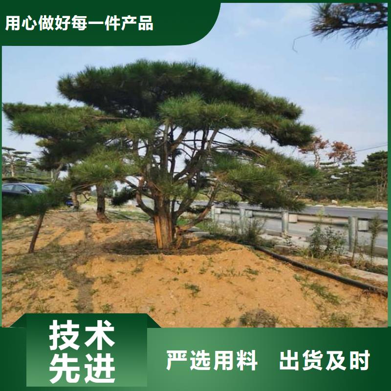 造型松古桩精心