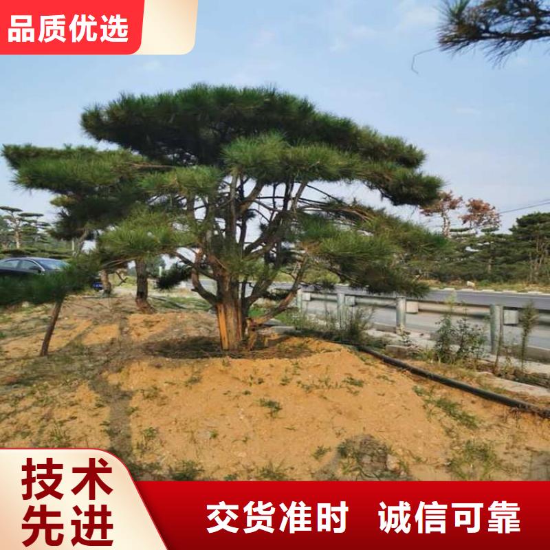 造型松黑松规格齐全实力厂家