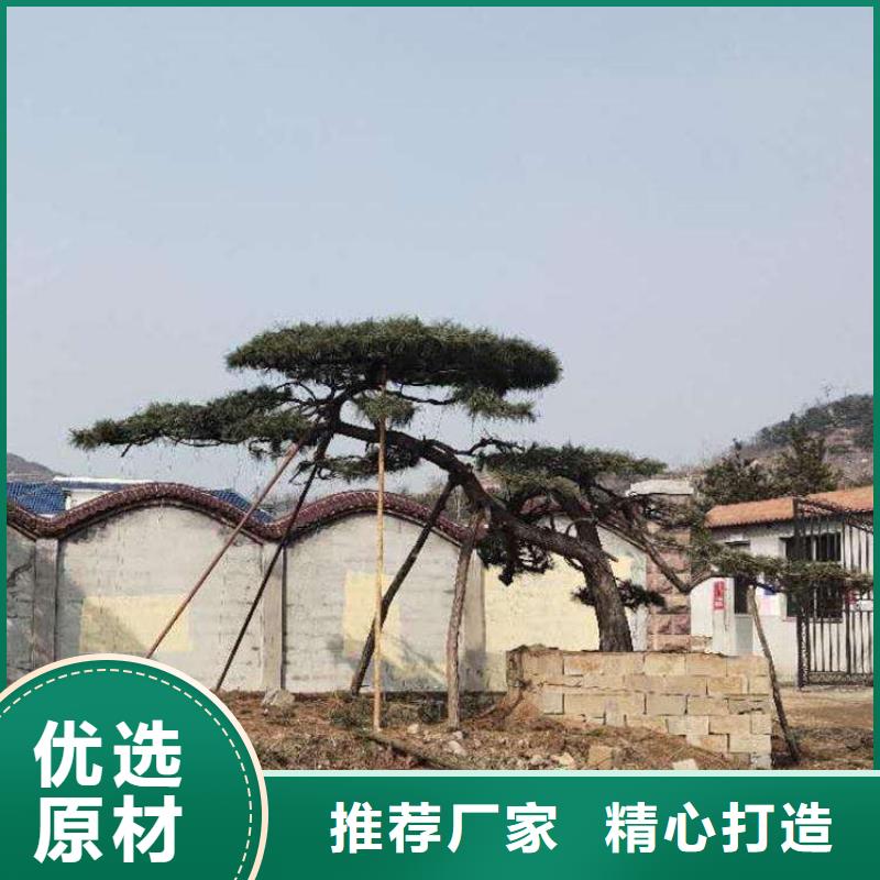 造型松 造型黑松现货充足