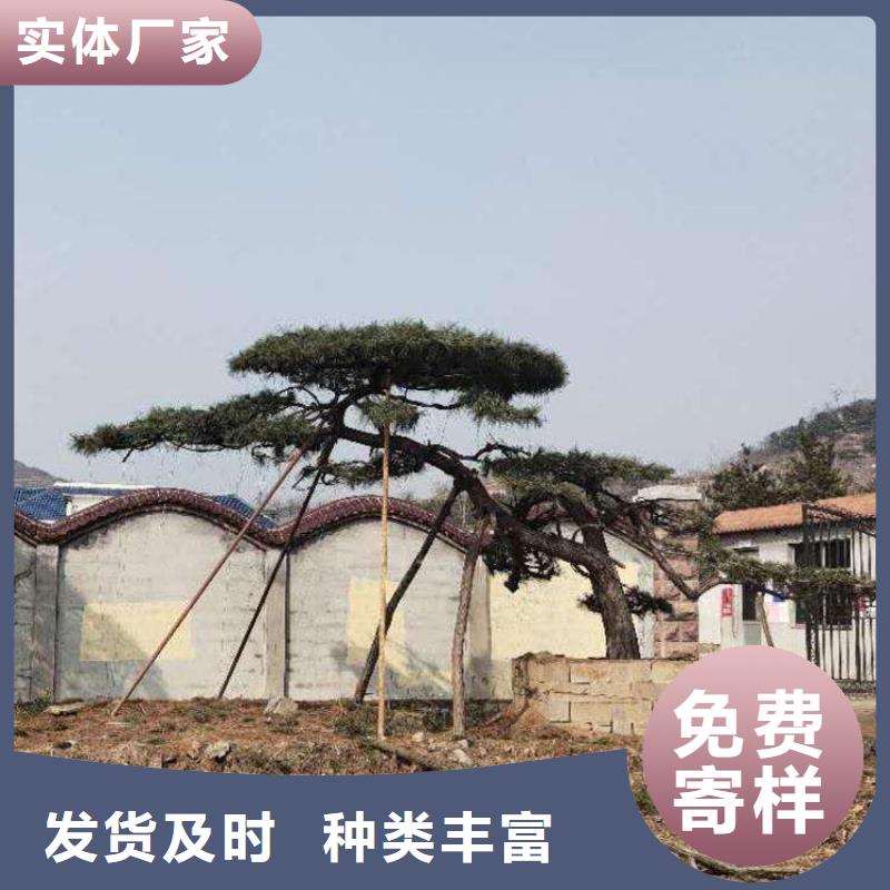  造型松海量库存