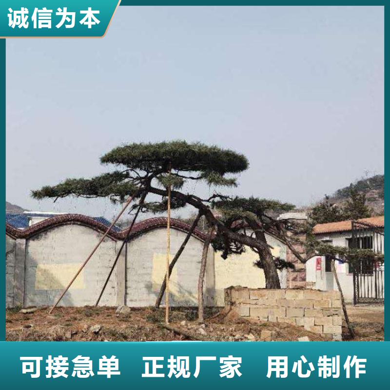 造型松 平顶松N年生产经验