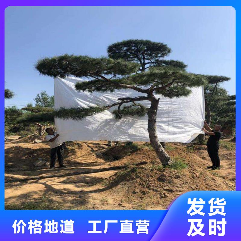 造型松造型松价格订购