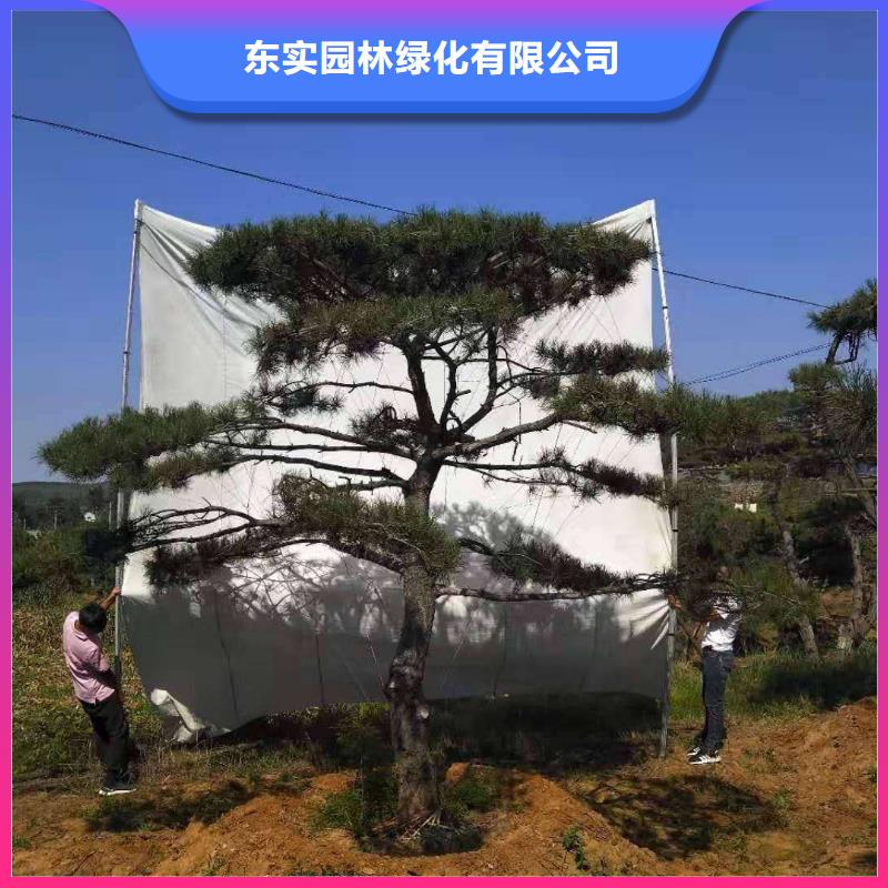 造型松盆景品质优选