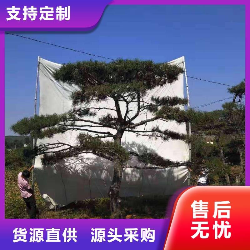造型松盆景支持定制加工