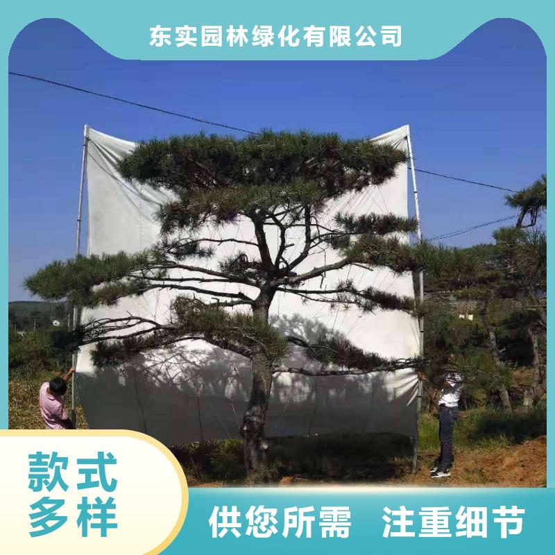 【 造型松_造型松价格质量不佳尽管来找我】-服务范围包括果洛|西宁|黄南|玉树等