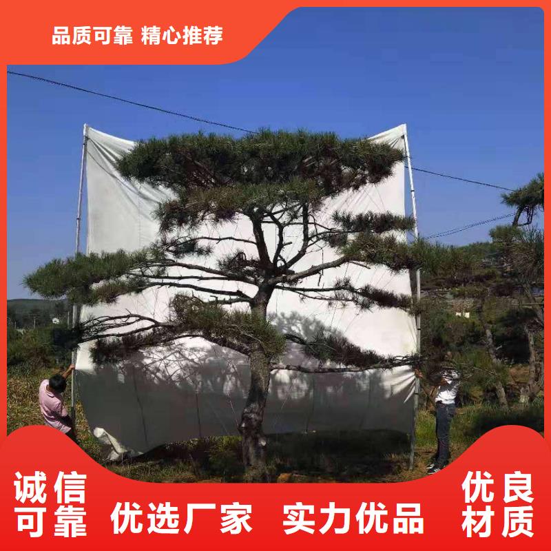 造型松N年大品牌