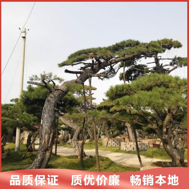 造型松造型松基地工厂价格