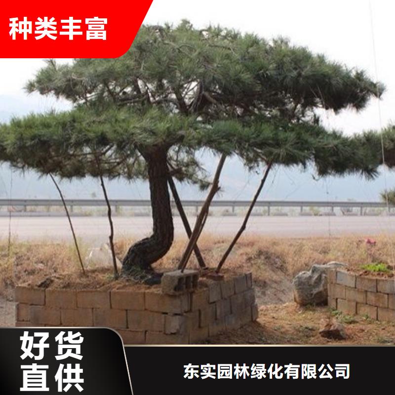 造型松造型松苗木经销商
