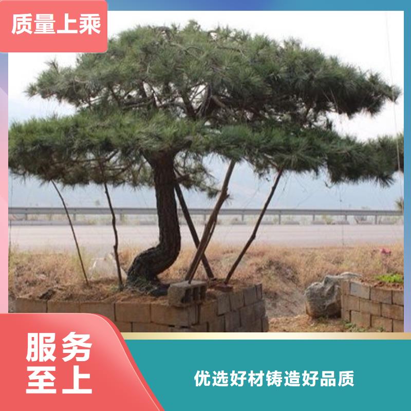 造型松奇石一站式供应厂家