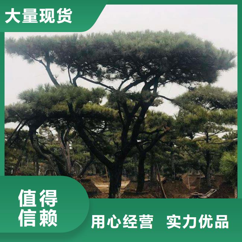 造型松油松免费回电