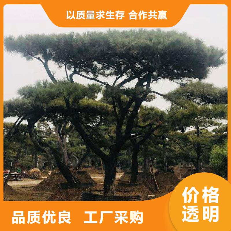 造型松经营造型松品质之选