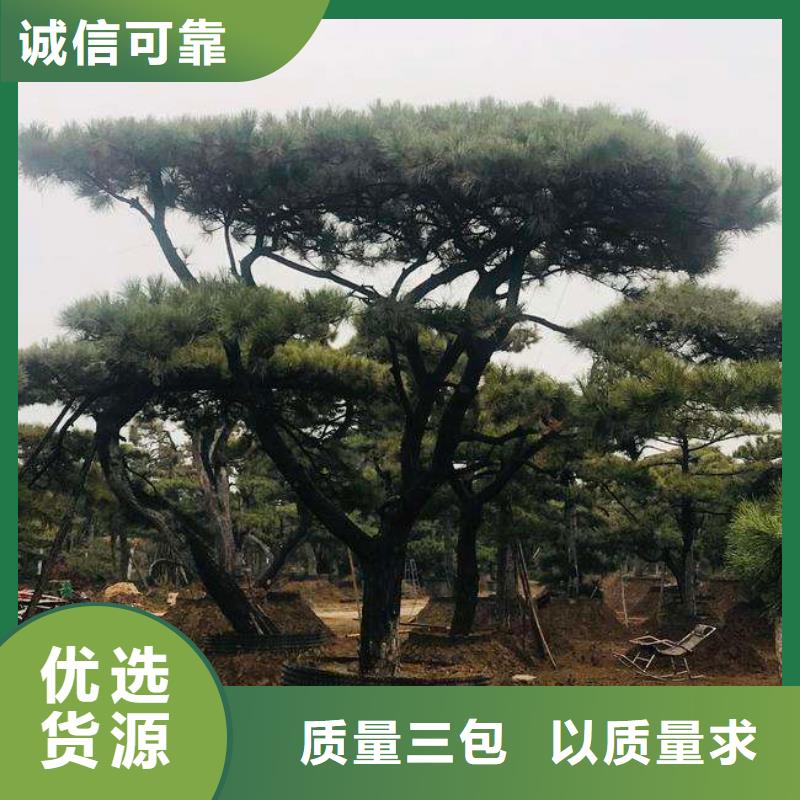  造型松快速报价