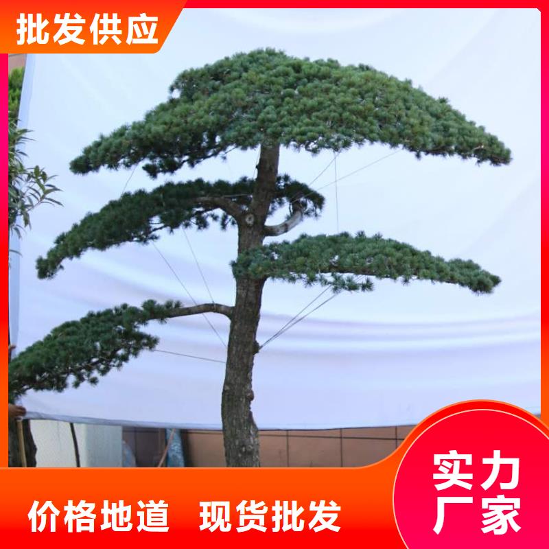  造型松注重细节