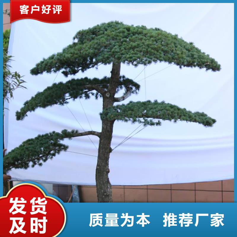 造型松盆景优良工艺