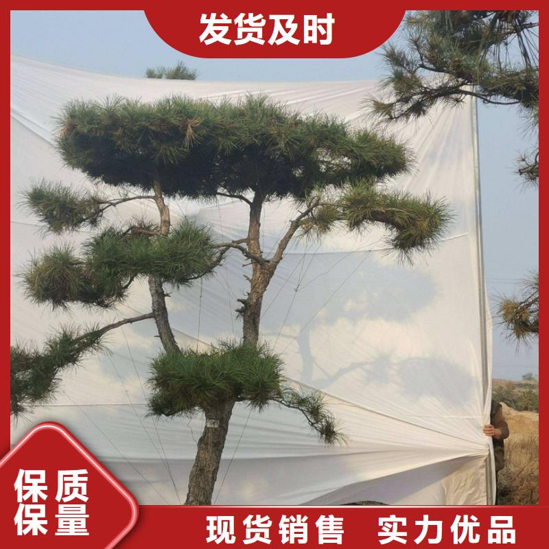 造型松 造型黑松现货充足