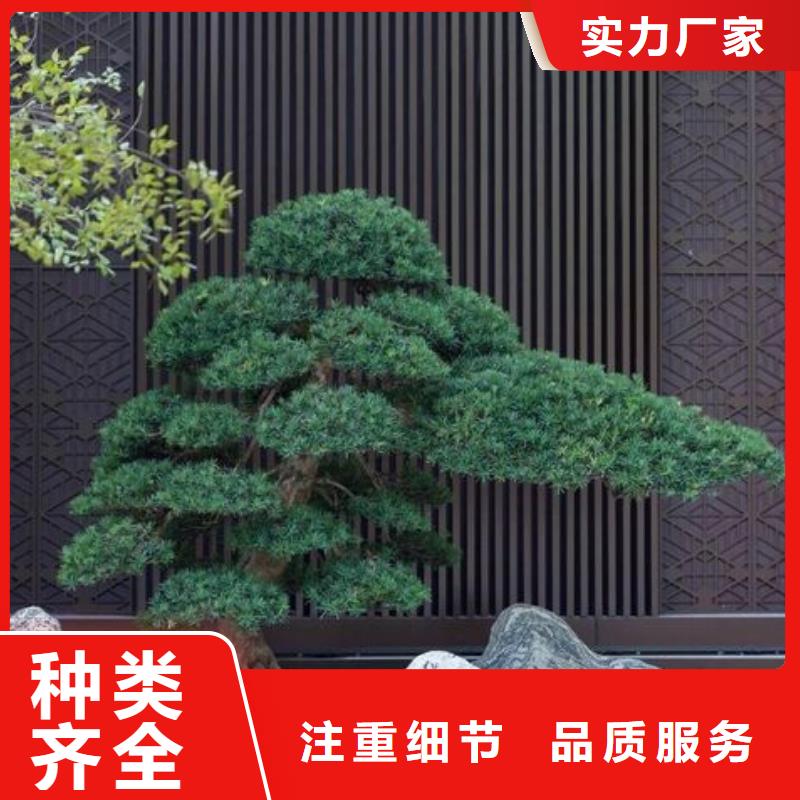 造型松迎客松您身边的厂家