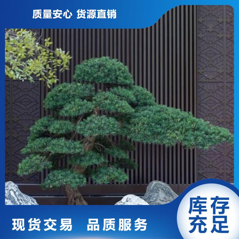 造型松造型池松今年新款