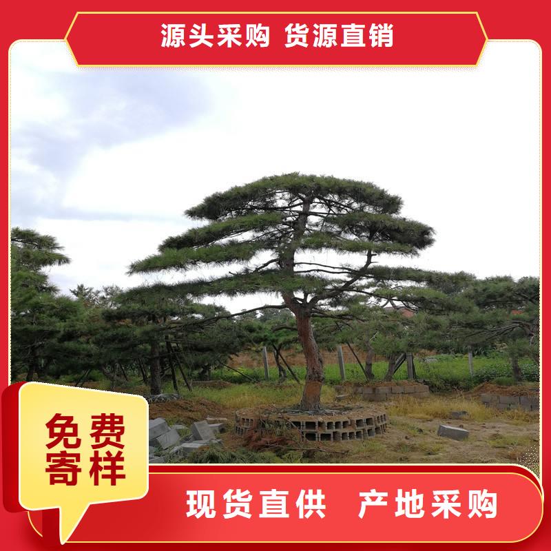 【 造型松_造型松价格质量不佳尽管来找我】-服务范围包括果洛|西宁|黄南|玉树等