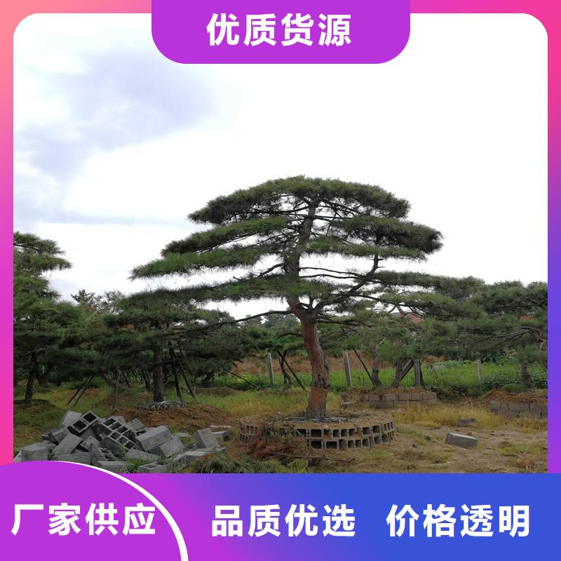 造型松黑松规格齐全实力厂家