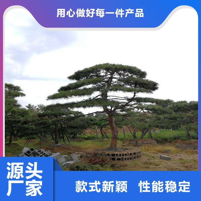 造型松造型油松优质工艺