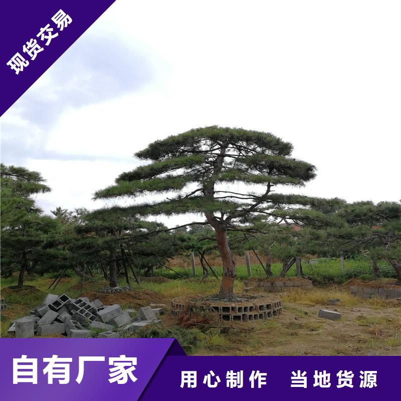 造型松古桩出厂严格质检