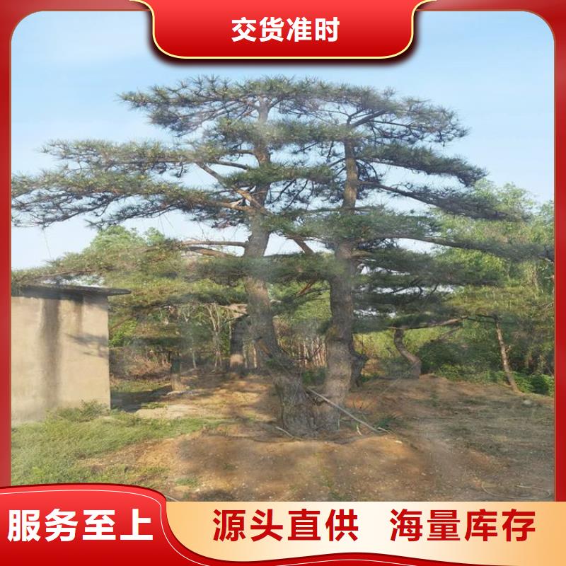 造型松 平顶松N年生产经验