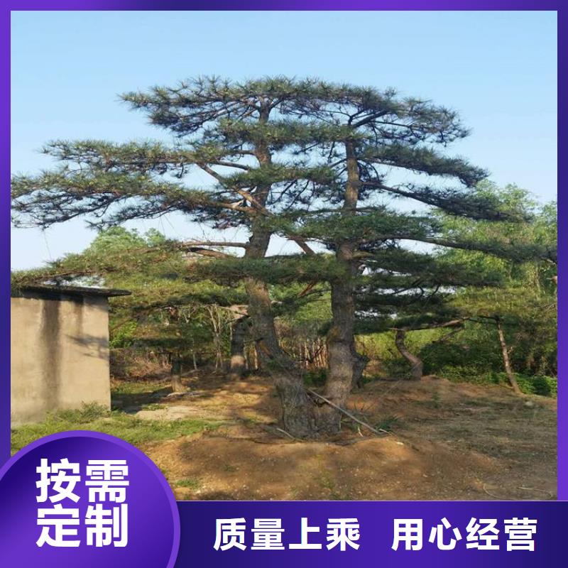 【 造型松_造型松价格质量不佳尽管来找我】-服务范围包括果洛|西宁|黄南|玉树等