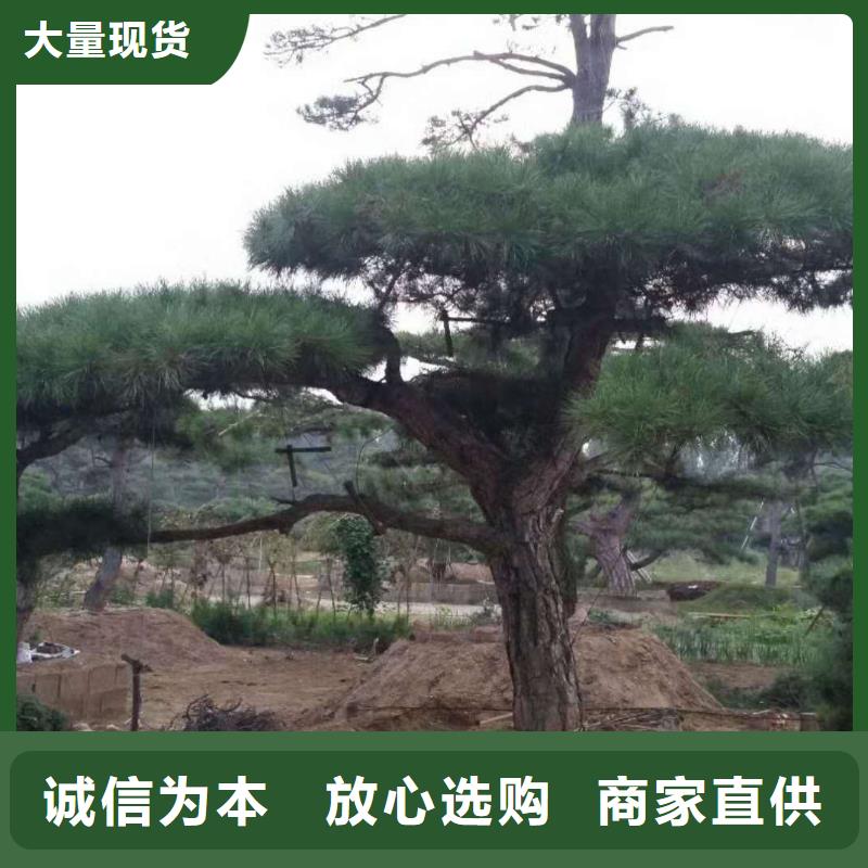 造型松古桩用心做好细节