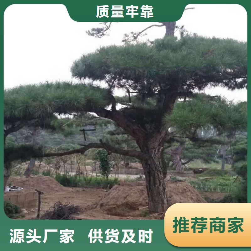 造型松-盆景款式多样