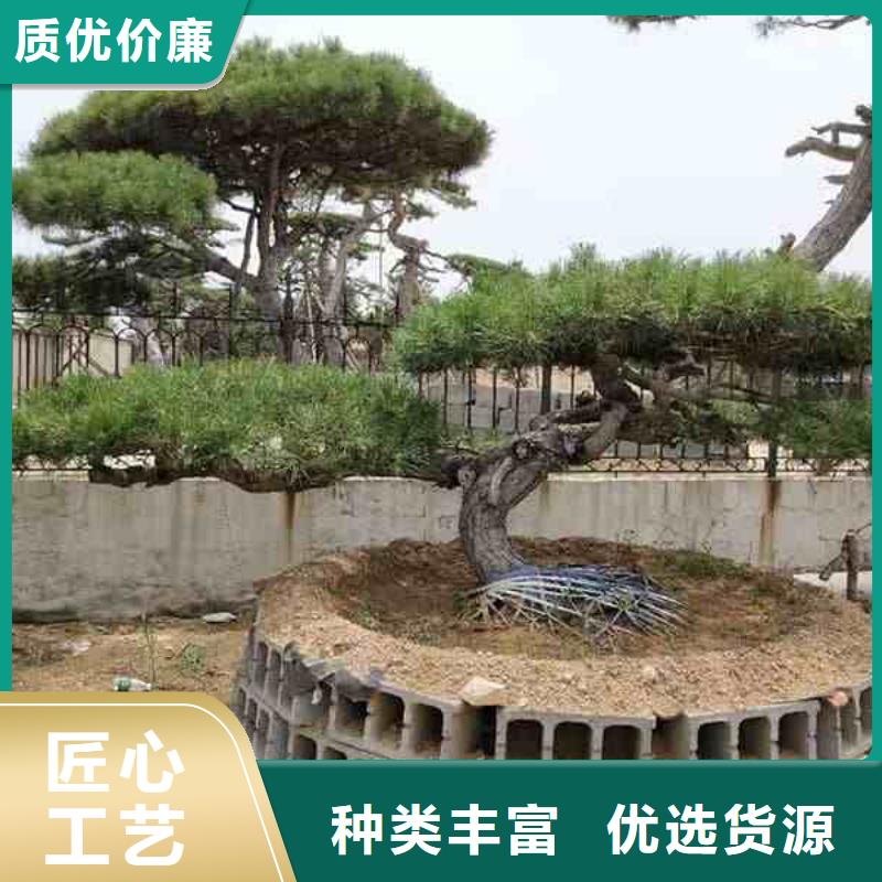  造型松诚信经营