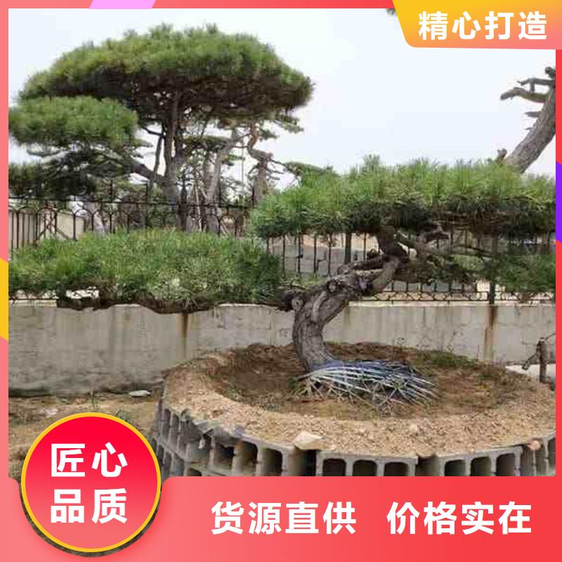 造型松盆景厂家直营