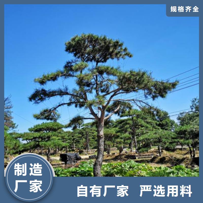 造型松-迎客松产地批发
