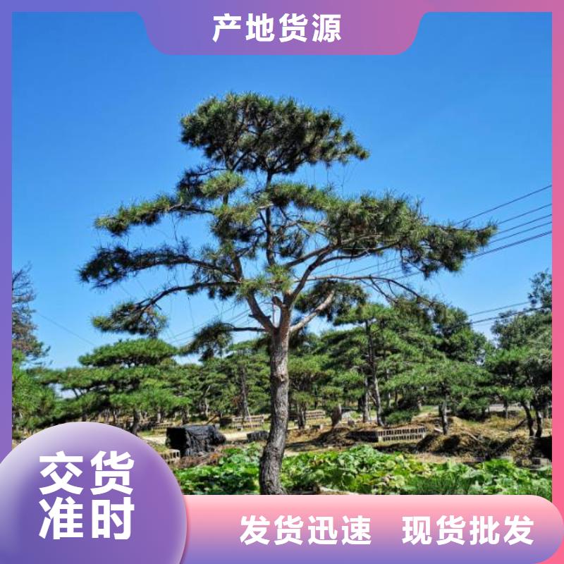 造型松造型松价格订购