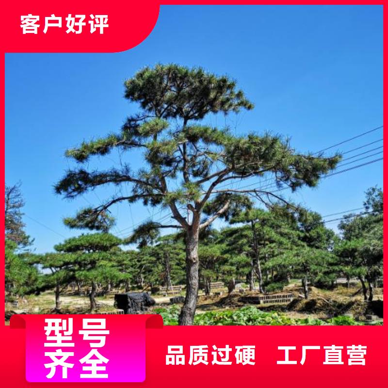 造型松造型黑松厂家工艺先进