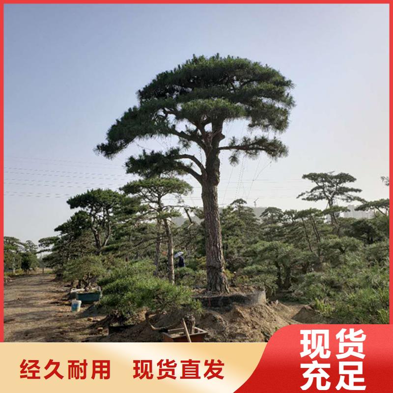 造型松视频-造型松|广东省肇庆市|德庆|广宁|珠海|江门|梅州|佛山|广州|湛江