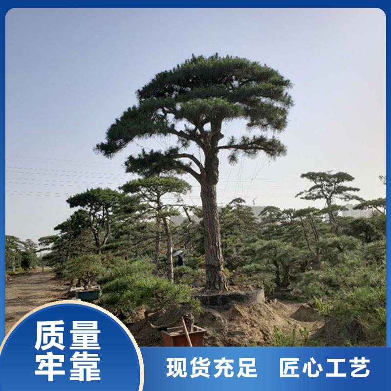 造型松盆景厂家直营
