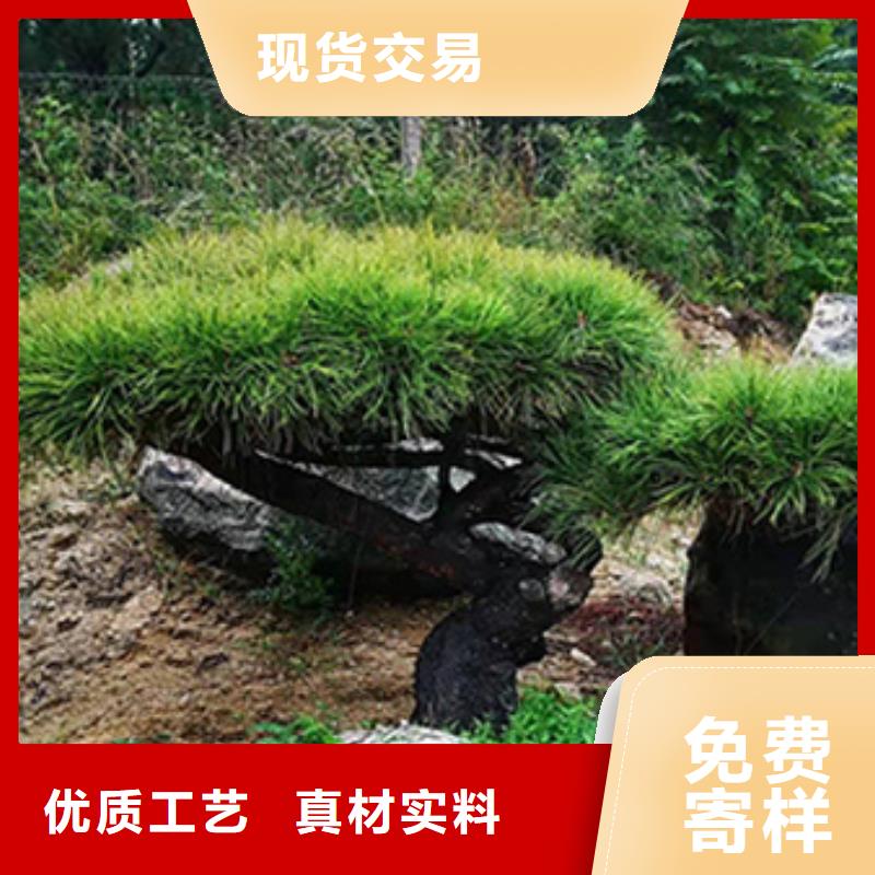  造型松来电咨询
