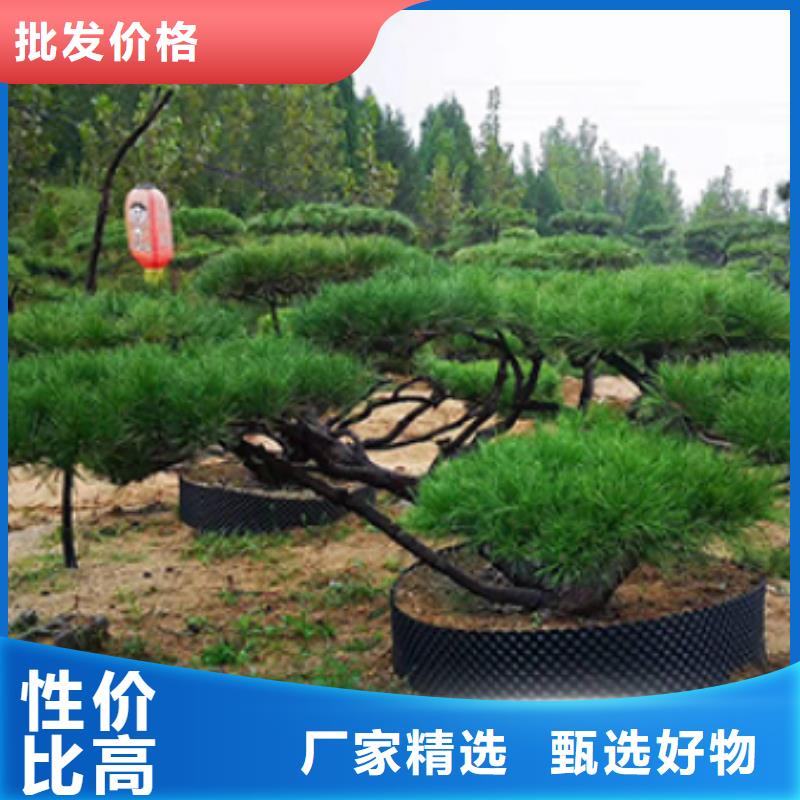 造型松N年大品牌