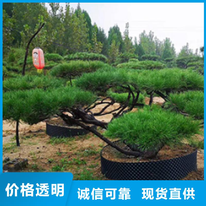 造型松盆景厂家直营
