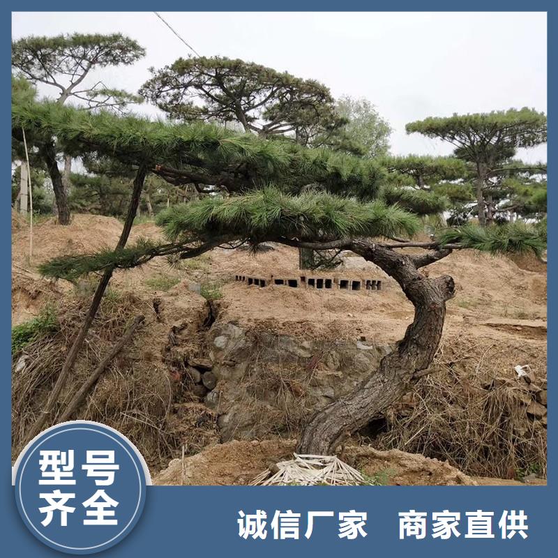 造型松盆景重信誉厂家